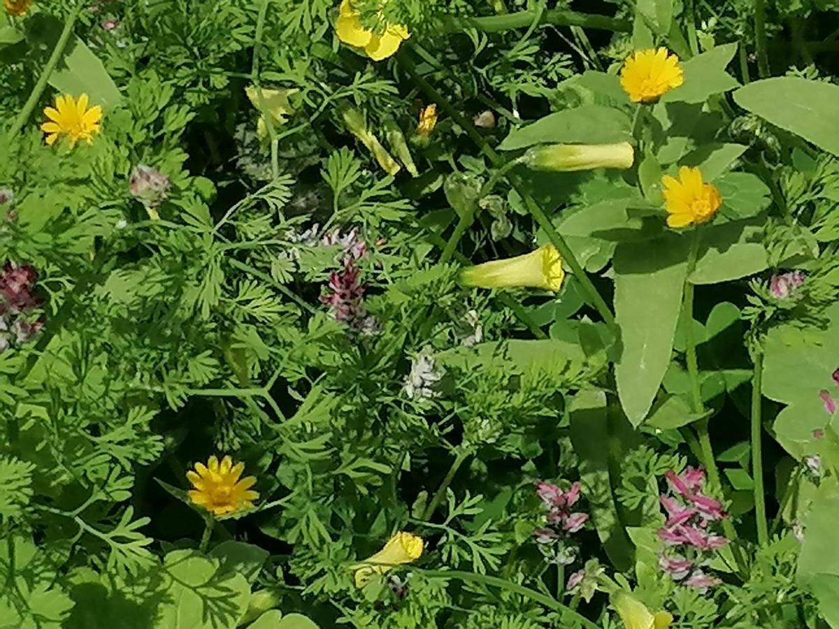 بيت الطبيعة Nature House Γέρασα Εξωτερικό φωτογραφία