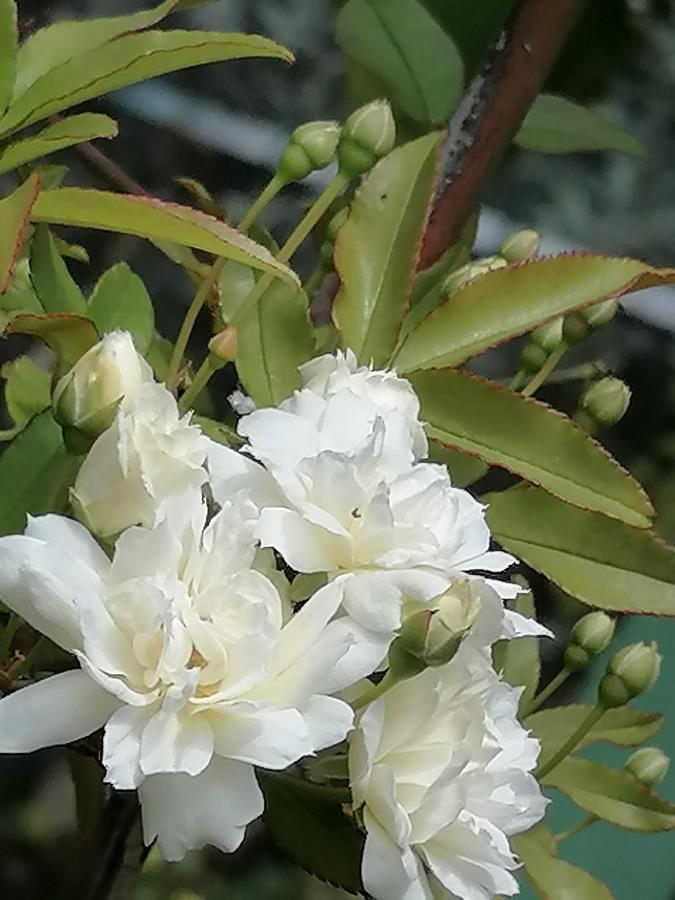 بيت الطبيعة Nature House Γέρασα Εξωτερικό φωτογραφία